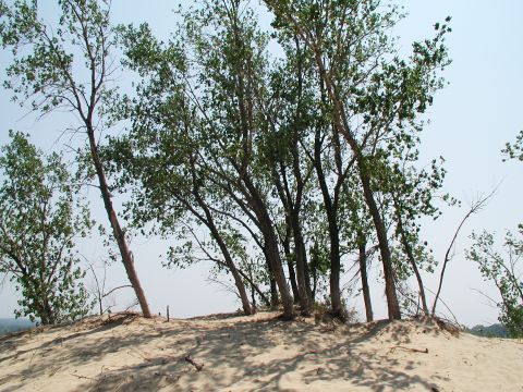 1992 Ford Taurus - Trees grow on sand dunes under a bright sky, with a watermark visible at the bottom right.