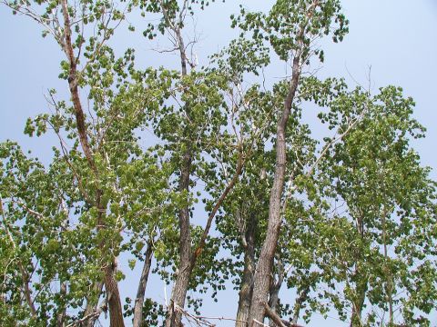 1992 Ford Taurus - Trees dominate the frame against a clear blue sky, with a watermark visible in the lower right corner.