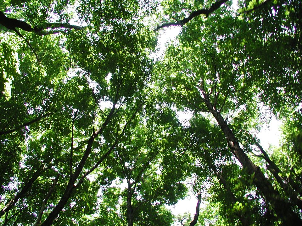 Looking up through green tree leaves at the bright sky. Supermotors.net logo in lower right