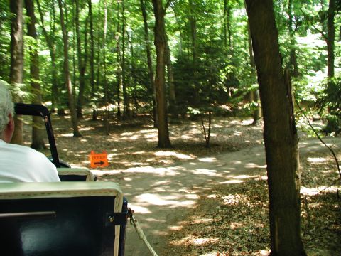 1992 Ford Taurus - A person rides in a vehicle on a dirt path through a sun-dappled forest.