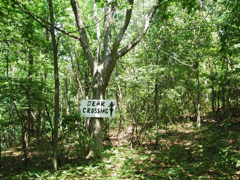 1992 Ford Taurus - A sign reading 'DEAR CROSSING' is mounted on a tree in a dense forest.