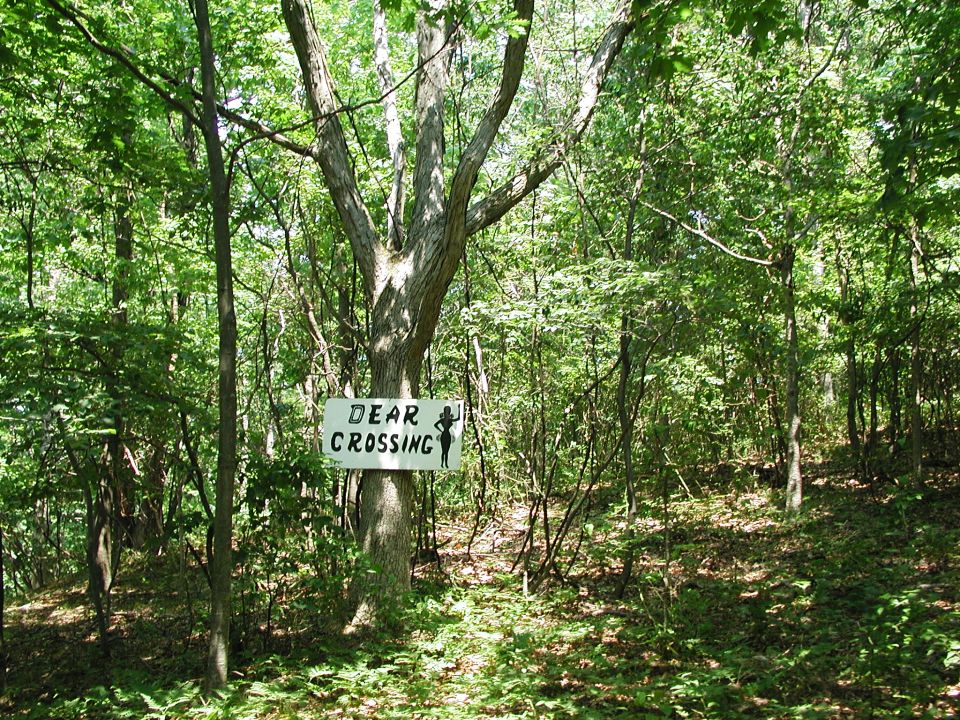 White sign with black text 'DEAR CROSSING' and a silhouette of a woman on a tree in a wooded area