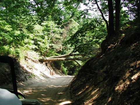 1992 Ford Taurus - Dirt road through woods is blocked by a fallen tree. Part of a vehicle is visible in the foreground.