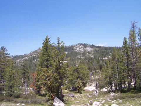 1998 Ford Ranger - A scenic view of a mountain range covered in pine trees, with rocks and sparse vegetation in the foreground under a bright blue sky.