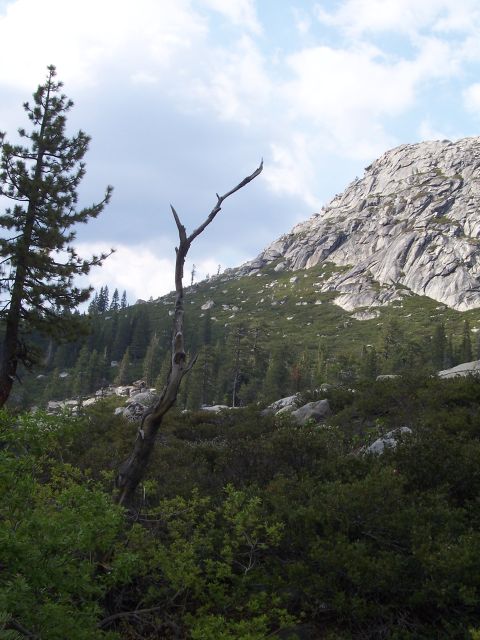 1998 Ford Ranger - A scenic view of a rocky mountain slope covered in trees, with a prominent dead tree in the foreground.