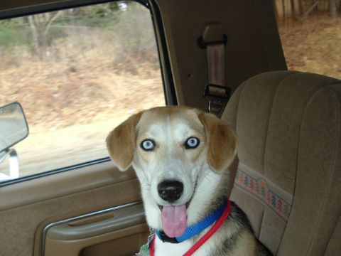 1966 Land Rover Discovery - A dog with striking blue eyes enjoys a car ride, with the Supermotors logo visible.