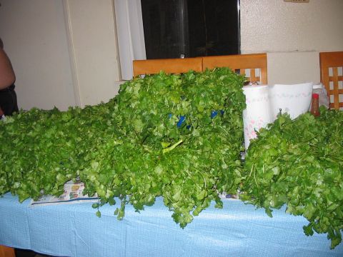 1986 Ford Bronco - A table is laden with a vast quantity of fresh cilantro, obscuring most of the surface and the items beneath.