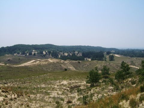 1998 Ford Taurus - A landscape scene of rolling dunes and scattered trees under a bright, clear sky. The image includes a watermark for SuperMotors.net.