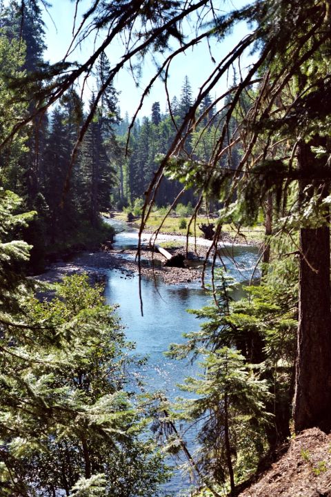 1996 Ford Bronco - A scenic view of a river winding through a dense forest under a clear sky.