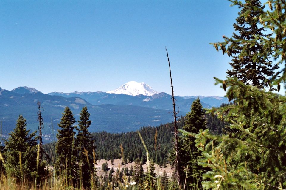 Snow-capped mountain peak seen over evergreen forested ridges under a clear blue sky