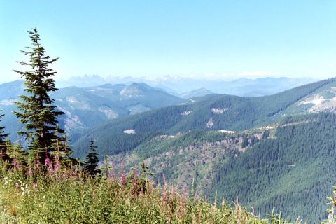 1996 Ford Bronco - A scenic view of rolling mountains covered in evergreen trees, with wildflowers blooming in the foreground.