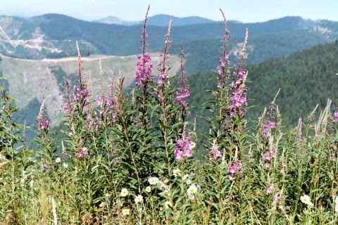 1996 Ford Bronco - Wildflowers and mountains under a clear sky.