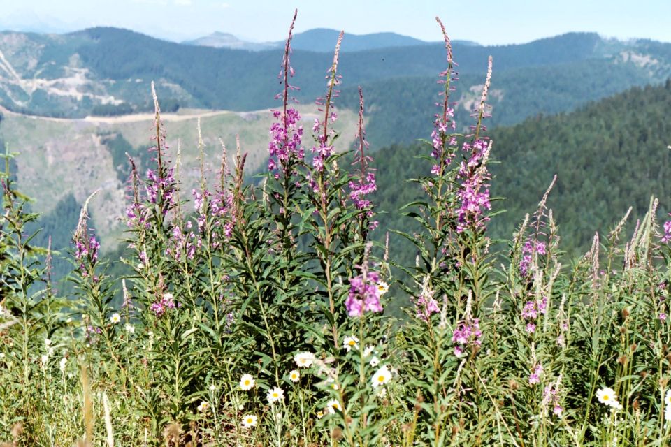 Wildflowers in bloom with forested mountains in the background