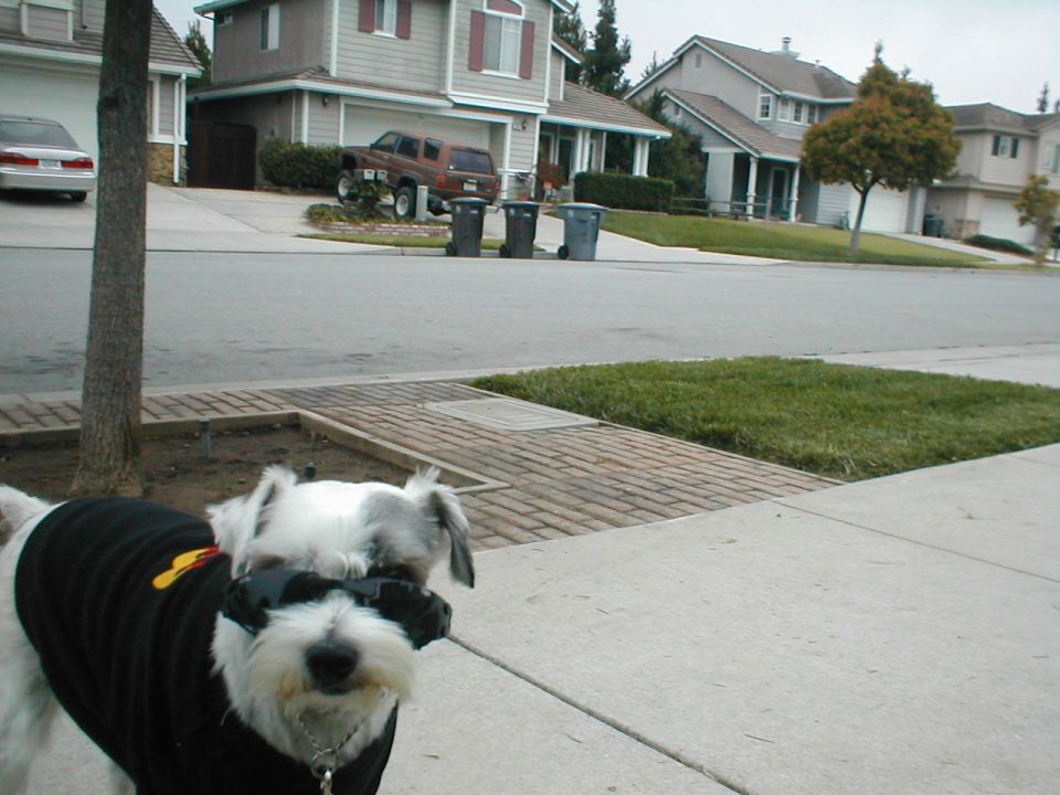 Dog with sunglasses and black sweater on a sidewalk