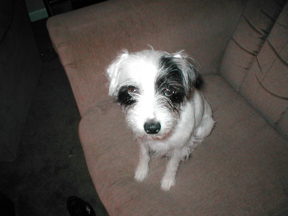 Black and white dog sitting on a couch
