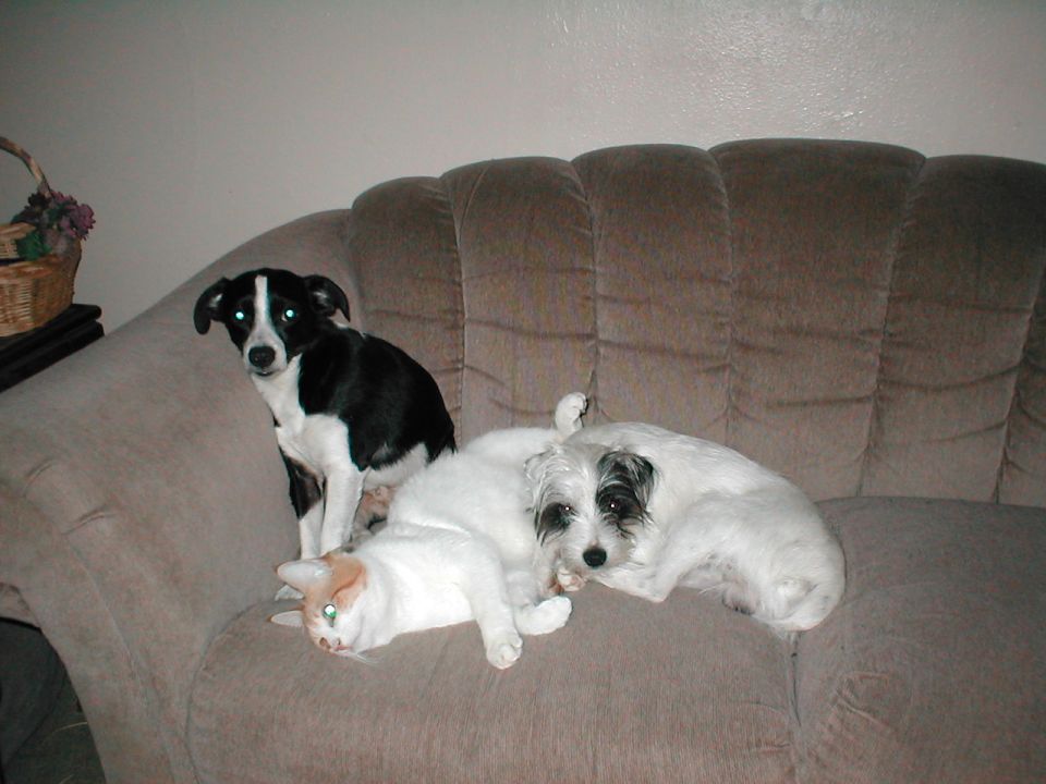 Black and white dog sitting up, white cat lying down, and a white dog lying down on a brown couch
