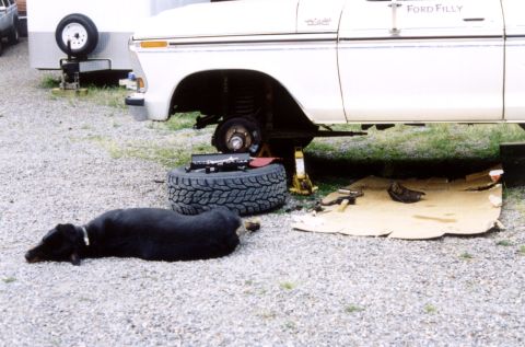 1979 Ford Bronco - A white 1979 Ford Bronco is undergoing repairs, with a black dog lounging nearby on a gravel surface.
