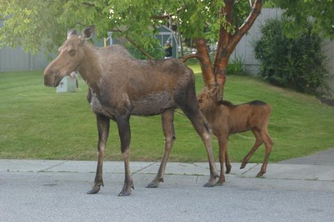 2003 Jeep TJ - A moose and her calf were spotted on a residential street.