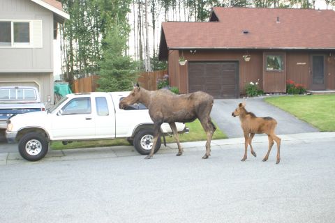 2003 Jeep TJ - A mother moose and her calf are seen walking down a suburban street next to a parked pickup truck.