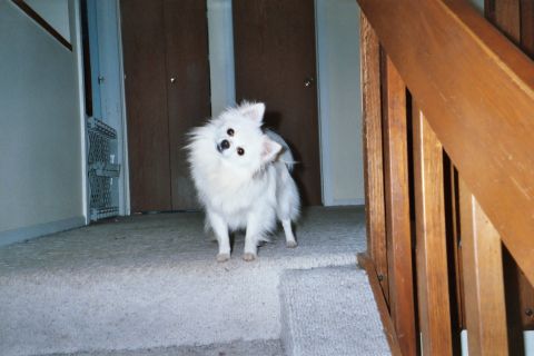 1972 Ford Ranchero - A fluffy white dog stands on a carpeted staircase, looking curiously at the camera with its head tilted.