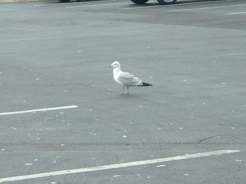 1993 Ford Taurus - A seagull stands in a parking lot, with a partial view of a vehicle tire in the upper background.