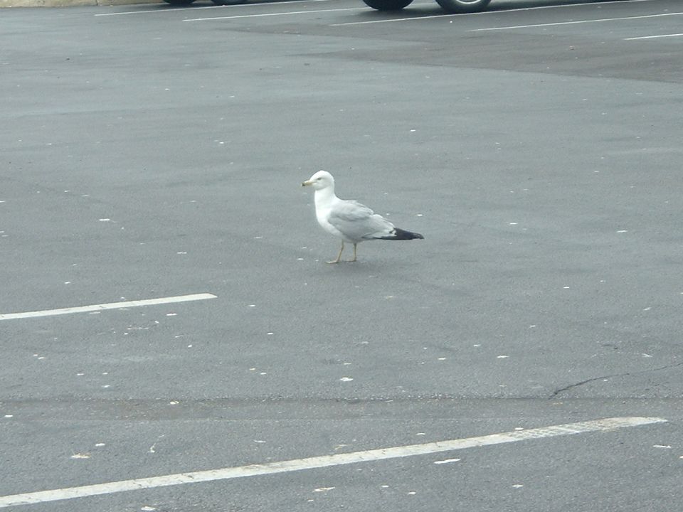 Seagull standing on asphalt in a parking lot with white lines