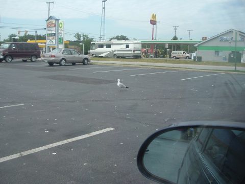 1993 Ford Taurus - A parking lot scene features a seagull and multiple vehicles, including an RV and cars, under a cloudy sky.