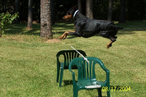 1978 Ford F-150 - My Doberman jumping