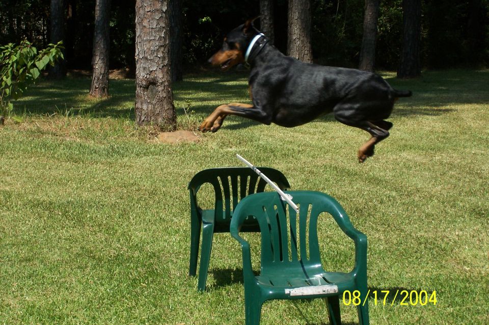 Black and tan dog jumping over green plastic chairs in a yard