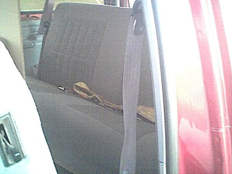 1994 Ford Bronco - Interior view of a vehicle's rear seat area, with a glimpse of the red exterior.