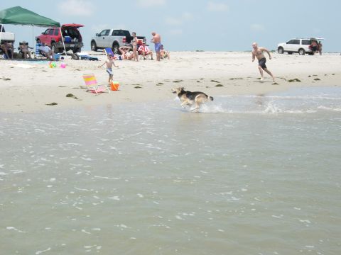 1995 Ford Bronco - A dog runs through the surf on a crowded beach with several vehicles parked nearby.