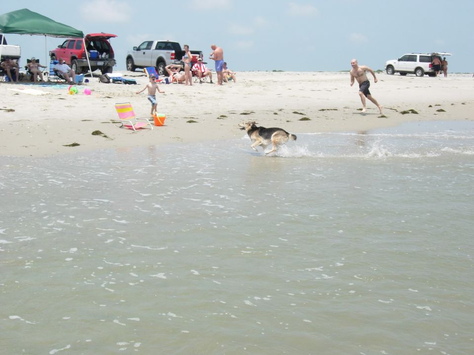 People and vehicles on a beach with a dog running in the water