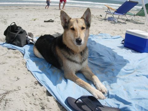 1995 Ford Bronco - A dog relaxes on a beach towel, with people and beach chairs visible in the distance.