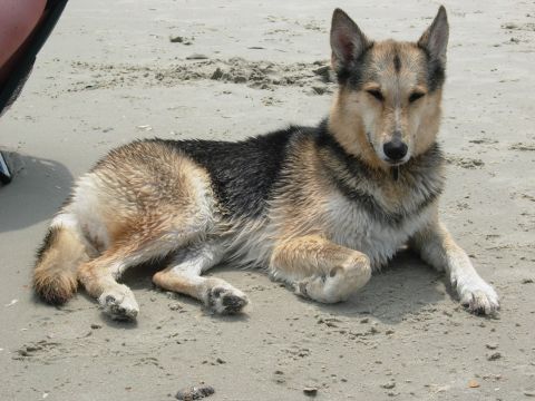 1995 Ford Bronco - A dog rests on the sand at Ocracoke Island, NC.