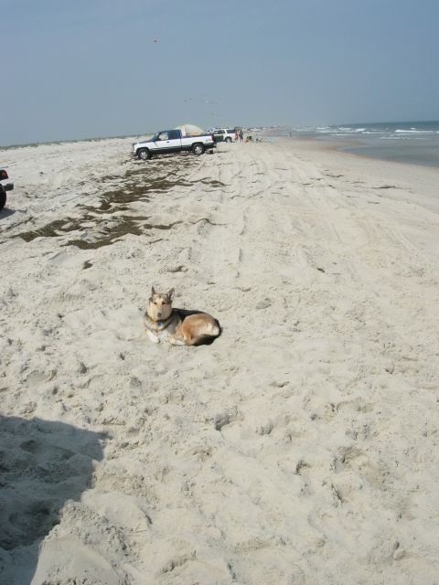 1995 Ford Bronco - A dog rests on the sand as several vehicles drive along the beach near the ocean.