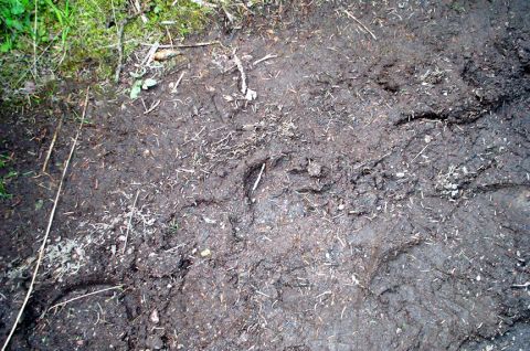 1996 Ford Bronco - Tire tracks are visible in the mud, suggesting recent vehicle activity in this area.