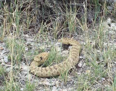 1996 Ford Bronco - A rattlesnake is coiled in the dry grass and rocky terrain.