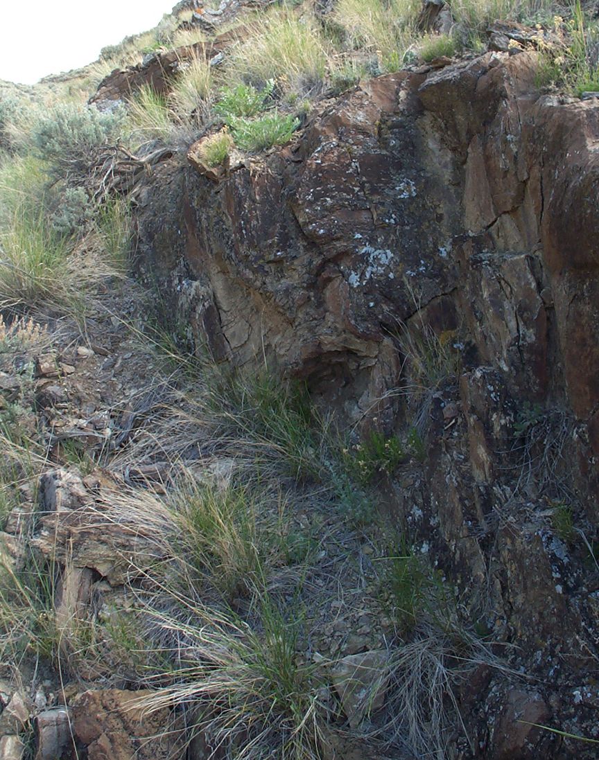 rocky hillside with dry grass and some green plants