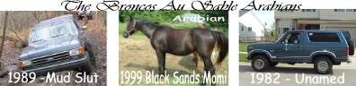 1989 Ford Bronco - The Bronco's of Au Sable Arabians 89 Bronco-Mud Slut 99 Arabian-Black Sands Momi 82 Bronco-Unamed