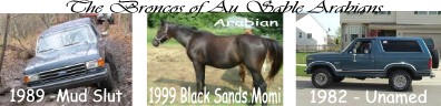 1989 Ford Bronco - A three-panel web banner titled "The Broncos of Au Sable Arabians" pairing two Ford Broncos with a horse: a dark 1989 Bronco labeled "1989…