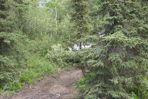 2003 Jeep TJ - A white vehicle is hidden amongst dense trees and brush on a dirt path.