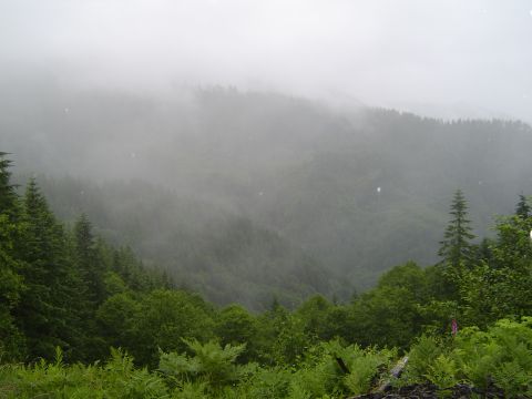 1989 Ford Bronco - A misty forest scene with rolling hills covered in dense green trees and ferns in the foreground.