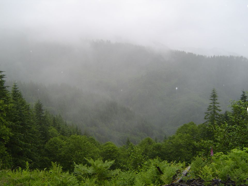 Fog rolling over a forested mountain ridge with ferns in the foreground