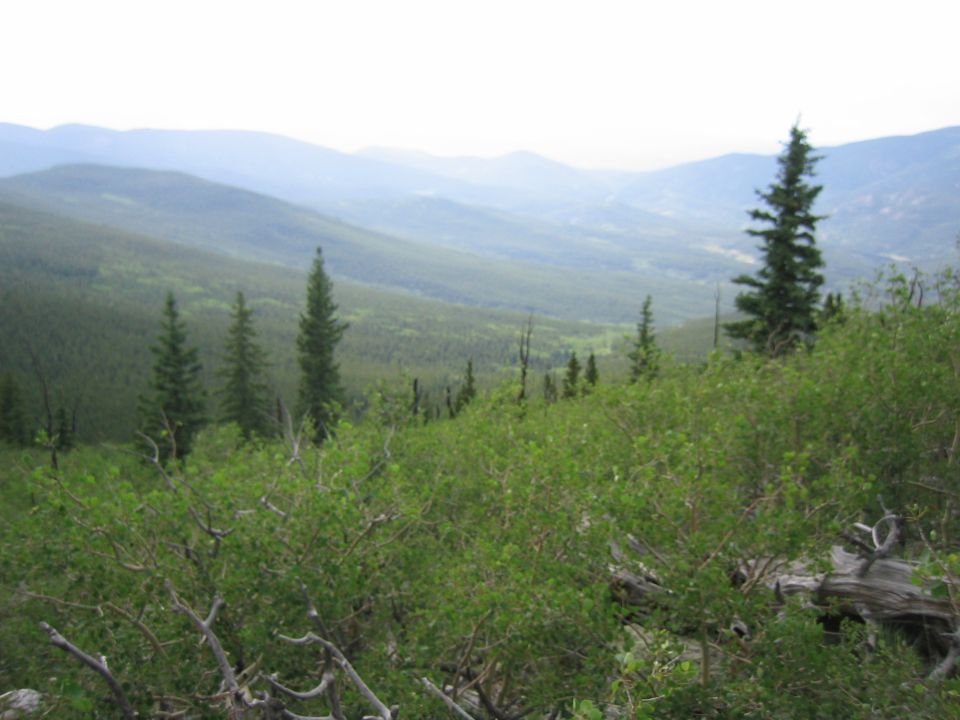 Overlooking a valley with rolling hills and trees, with a large evergreen tree in the foreground