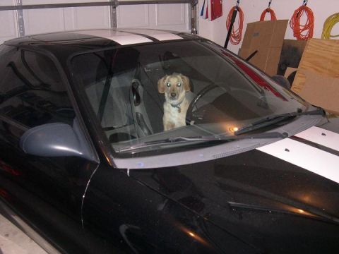 1997 Ford Probe - A tan dog with a blue collar sits in the driver's seat of a black coupe parked in a garage, looking out through the windshield. The car's h…