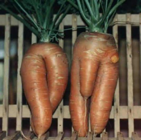 1968 Ford Mustang - These carrots, with their peculiar shapes, are the subject of this photograph.