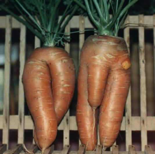 Two large, orange carrots with human-like leg shapes stand upright in front of a wooden slatted background