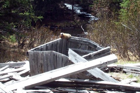 1996 Ford Bronco - A yellow-bellied marmot perches on the edge of a collapsed weathered wooden structure surrounded by scattered gray boards, with a creek and…