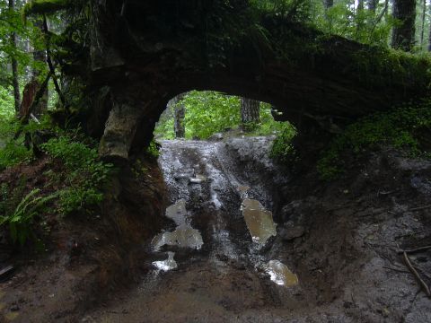 1991 Ford Bronco - A muddy trail winds through a forest, passing under a fallen tree that forms a natural archway.