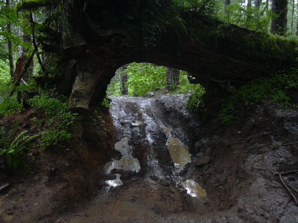 Muddy forest trail with puddles passing under a large fallen tree covered in moss and greenery